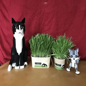 Cat Grass Growing Bowl Kit – Fresh Wheatgrass for Indoor Cats